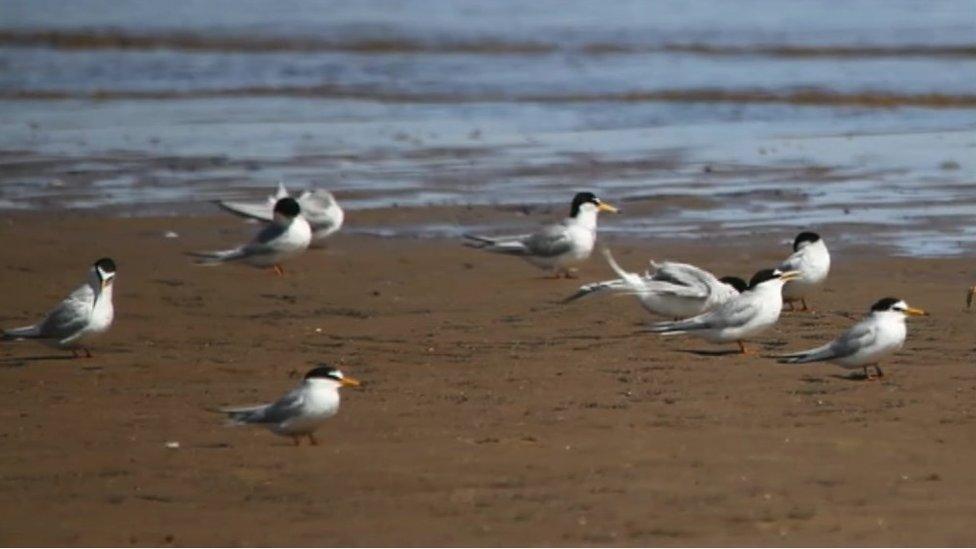 Little terns