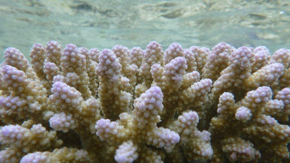 Branches of pinkish coral