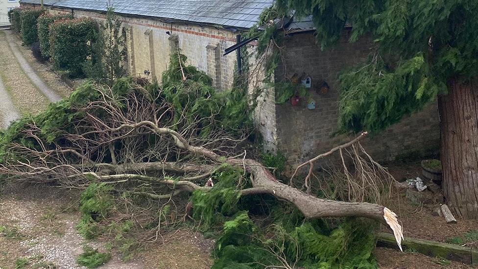 Fallen tree in Hitchin