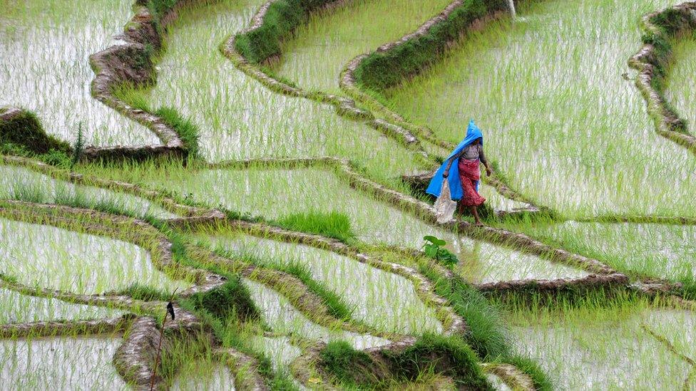 rice field