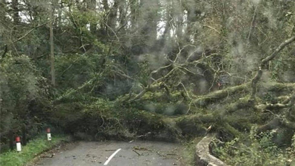 Tree in road