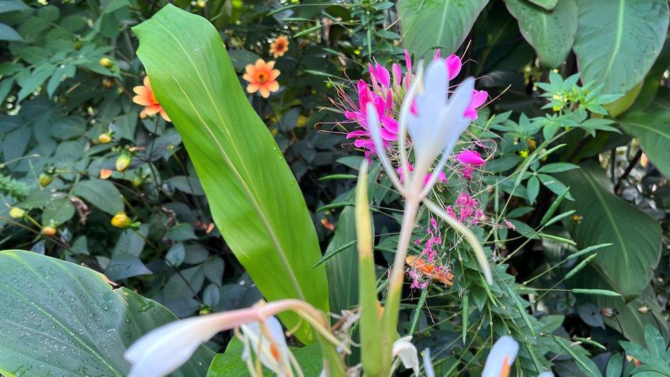 A colourful plant