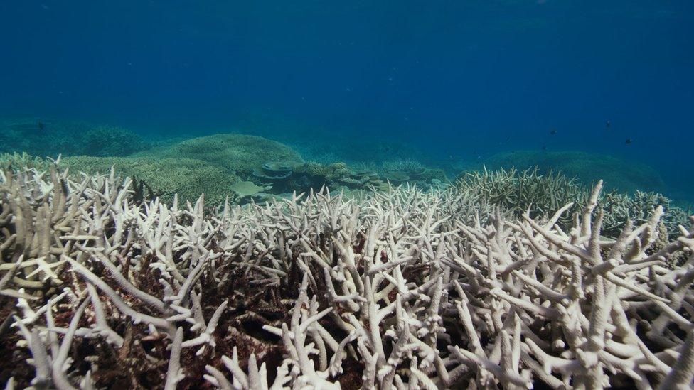 A bleached section of the Great Barrier Reef in Australia.