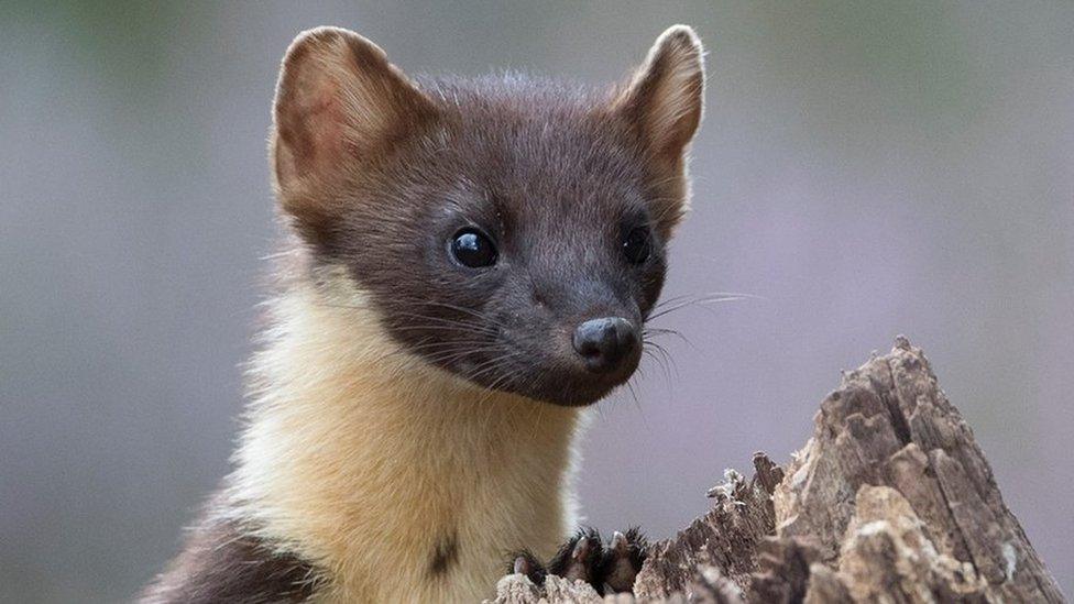 Pine marten sits on log looking out