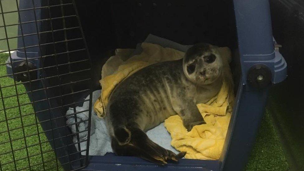 Rescued seal