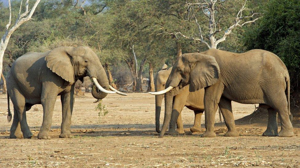 Elephants in Mana Pools, Zimbabwe