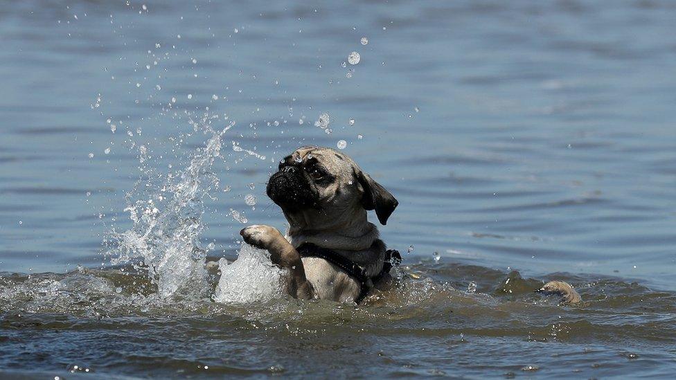 Dog in the sea