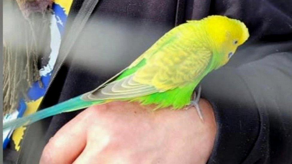 Budgerigar on a pupil's hand at Brentry Primary School