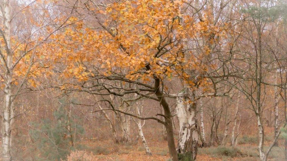 Sutton park