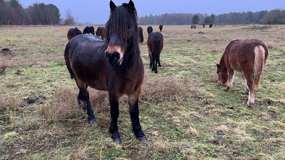 Dartmoor ponies in Thetford, Norfolk