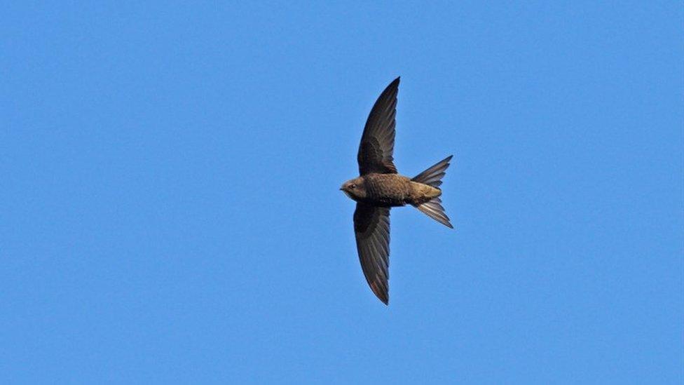 Swift in flight