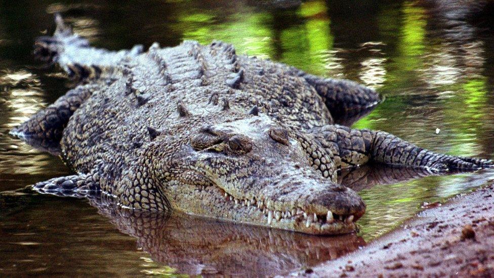 A saltwater crocodile