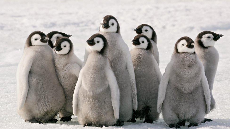 penguins.