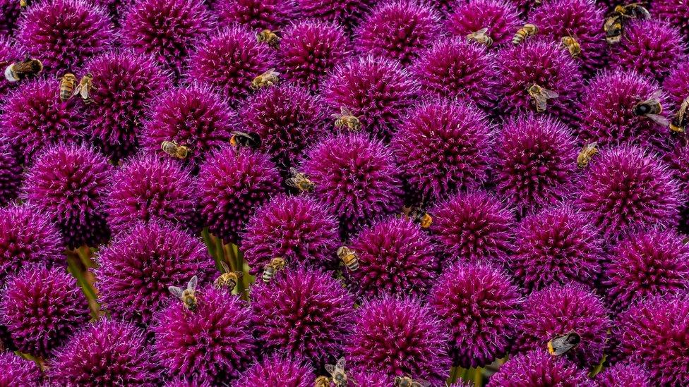 bees-in-flowers.