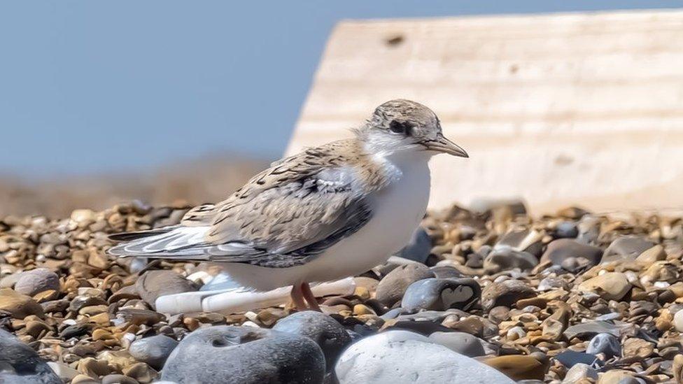 A little tern chick next to one of the protective chick shelters on Blakeney Point