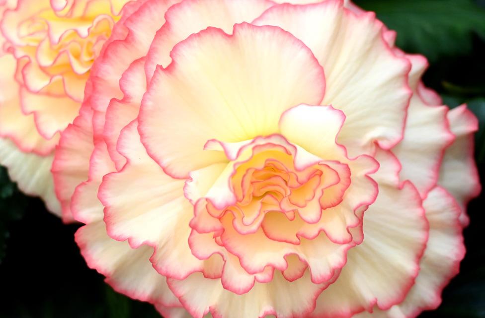 A detail of begonias during preparations for the RHS Chelsea Flower Show 2023 in London, Britain, 21 May 2023.