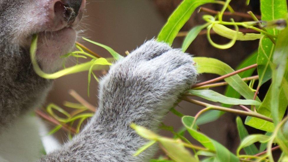 Koala eating.