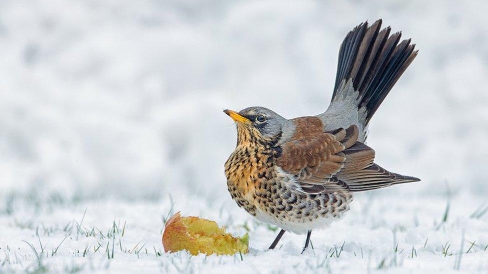 Winner of Bird Photographer of the Year 2023