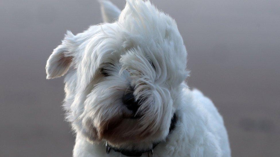 Westie