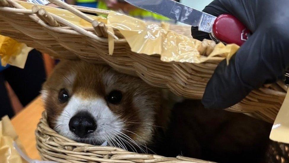 Photo of a red panda at Bangkok airport