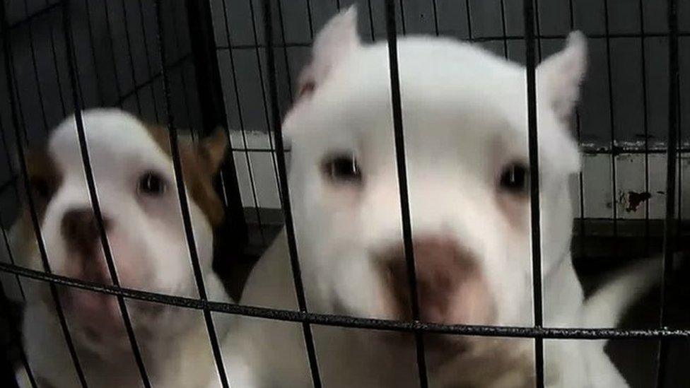 Dogs with cropped ears in cages