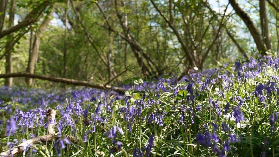 Bluebells at Wytham