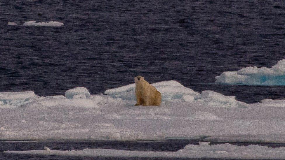 Polar bear on thin ice (c) NOAA