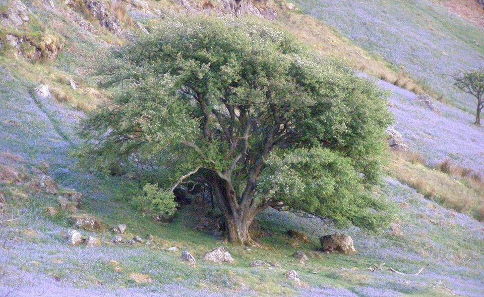 A whitebeam at Rannerdale, near Crummock Water