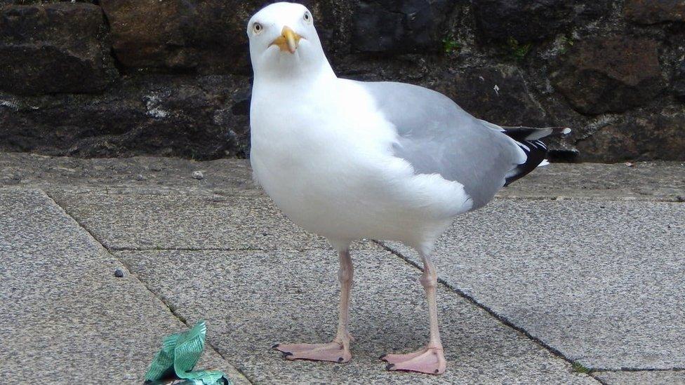 hungry seagull