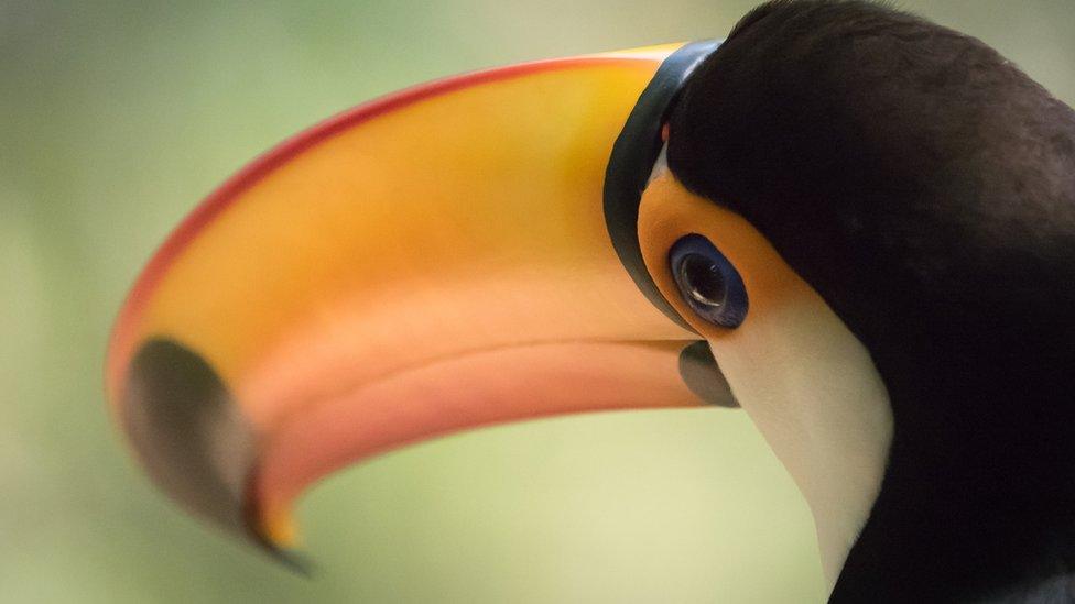 A Toco Toucan