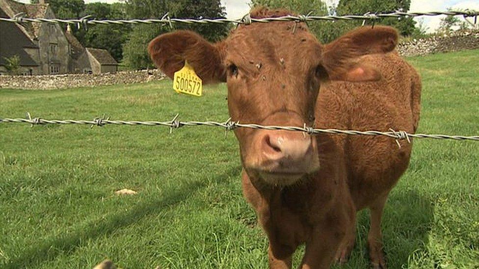 A cow in a field, behind barbed wire.