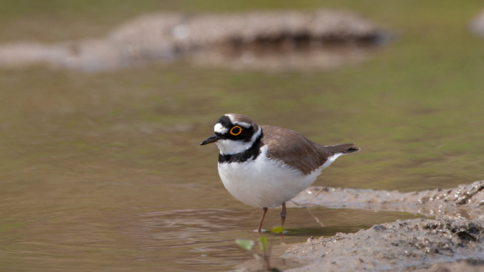 Ringed plover