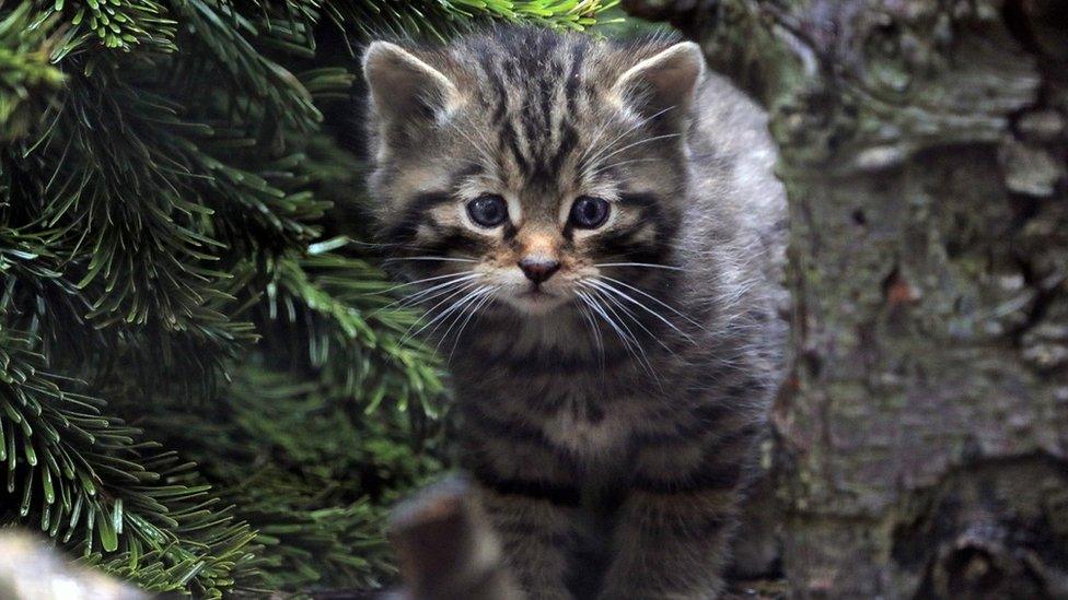 wildcat kitten