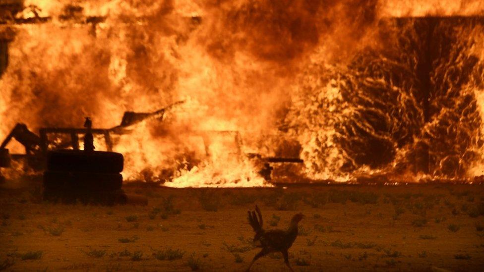 The Bluecut fire engulfs a chicken coop in San Bernardino