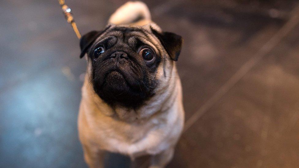 Pug at Crufts.