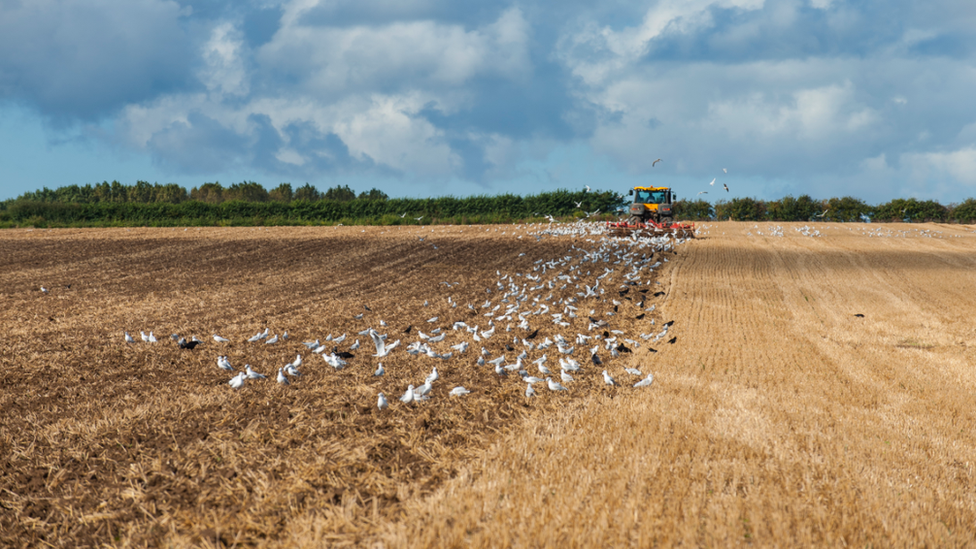 Farmer in field