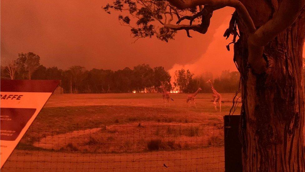 Bushfires around Mogo