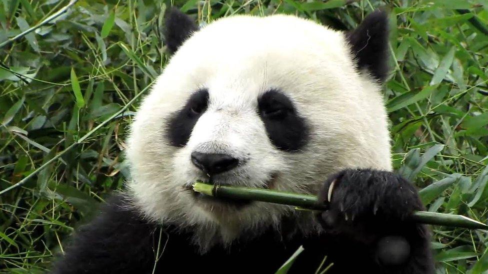 panda-eating-bamboo.