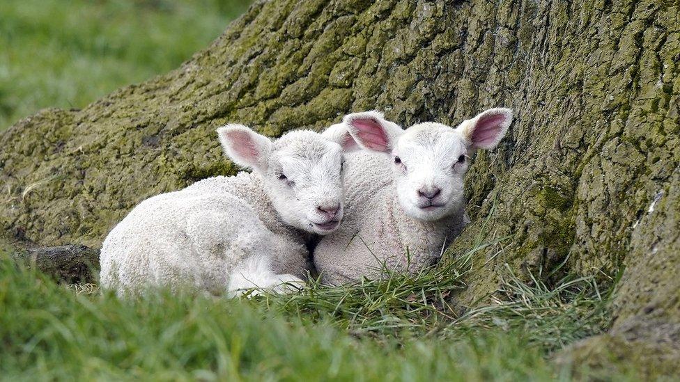 lambs