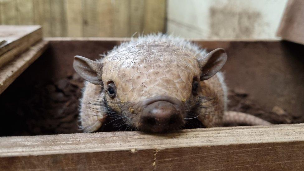 Armadillo at White Post Farm