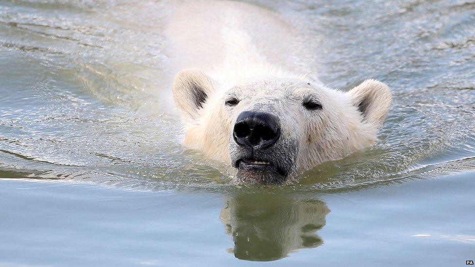 Polar Bear