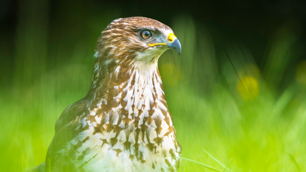 Buzzard