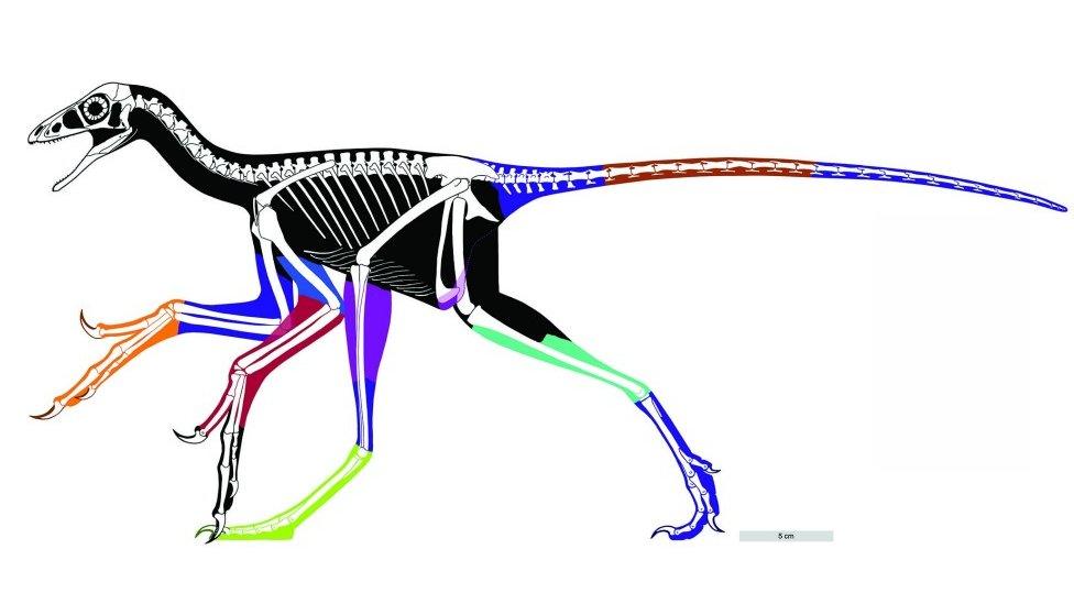 Anchiornis