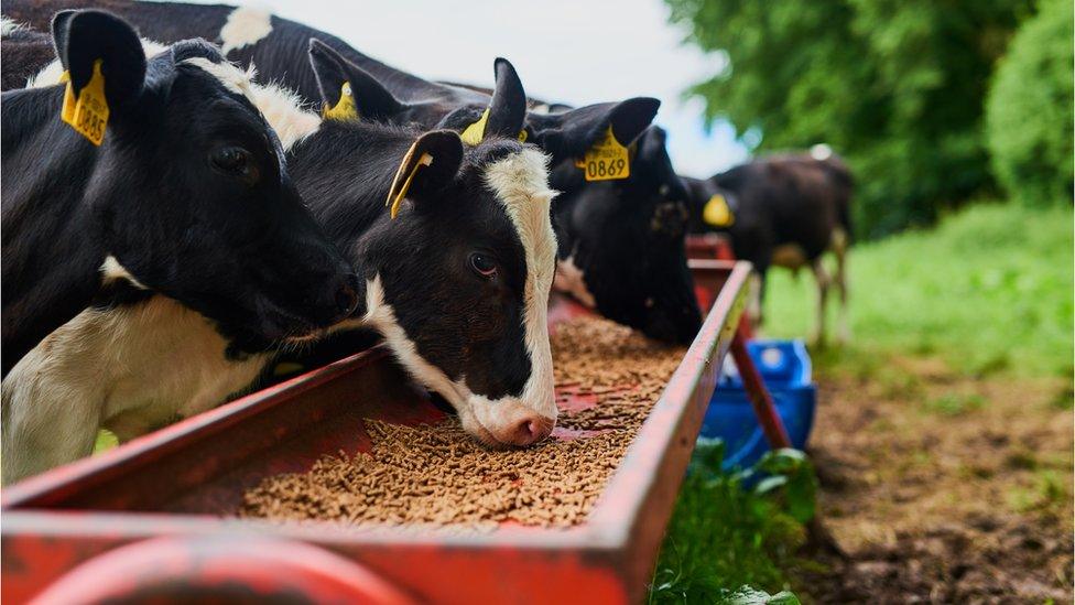 Cows on a dairy farm in Ireland