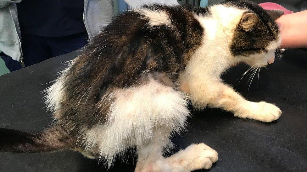 The black and white tabby who was dumped in a bin