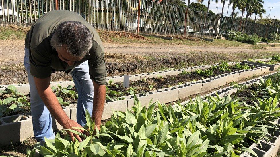 man checking plants in an urban garden