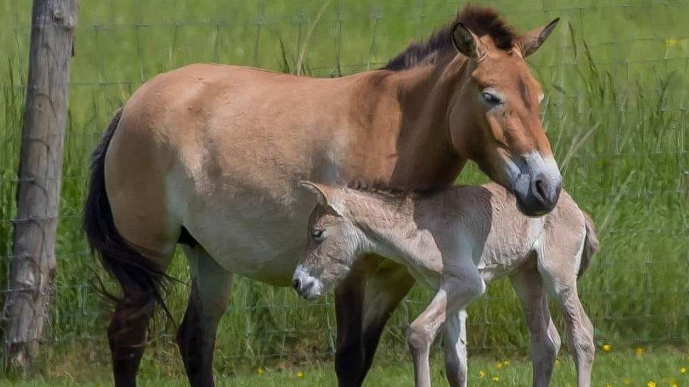 basil leaning against another horse in an open field