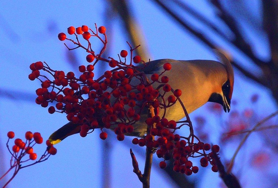 Waxwing