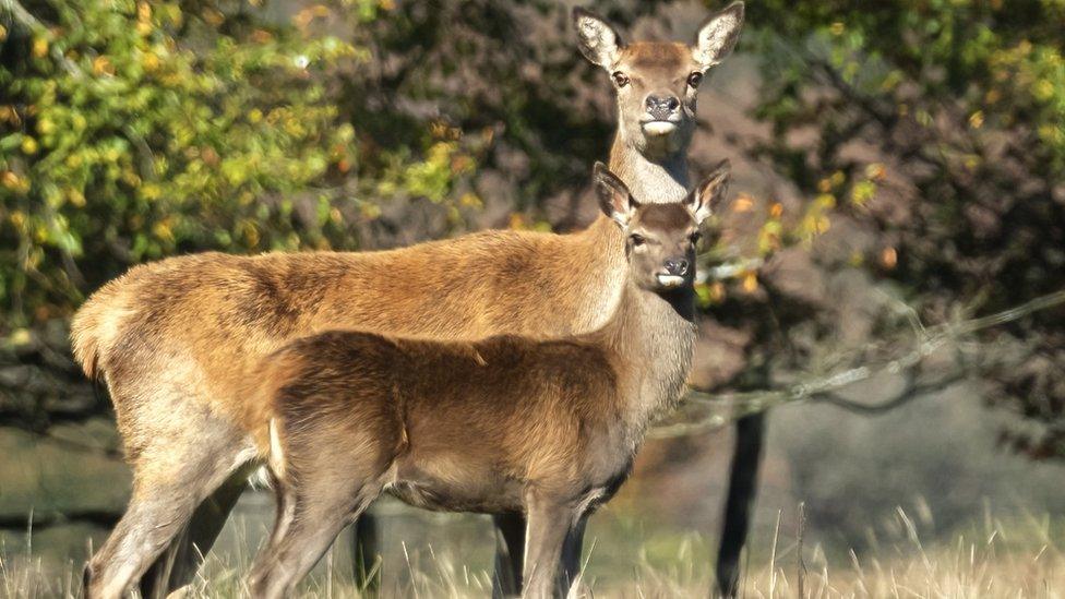 Red Deer on National Trust's Holnicote Estate on Exmoor