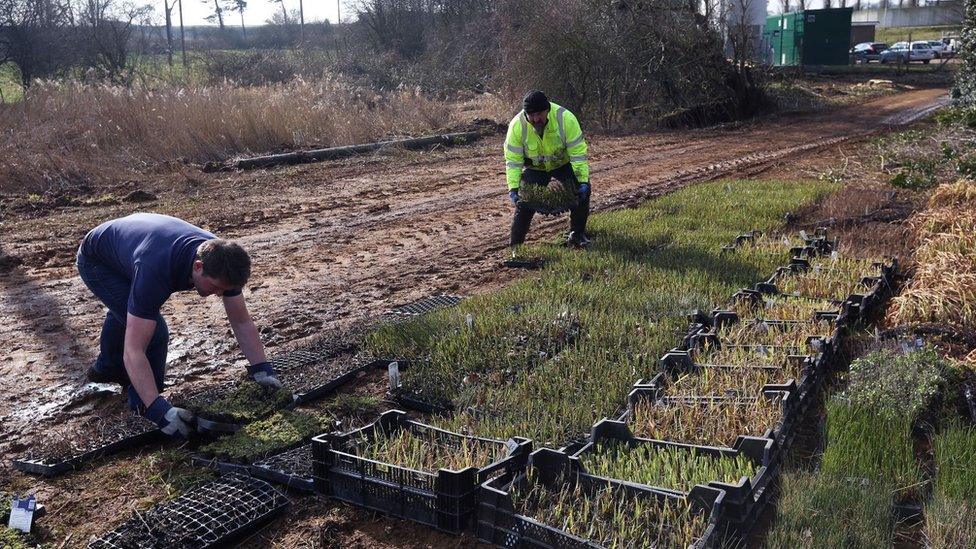 Wetland creation at Ingoldisthorpe in Norfolk